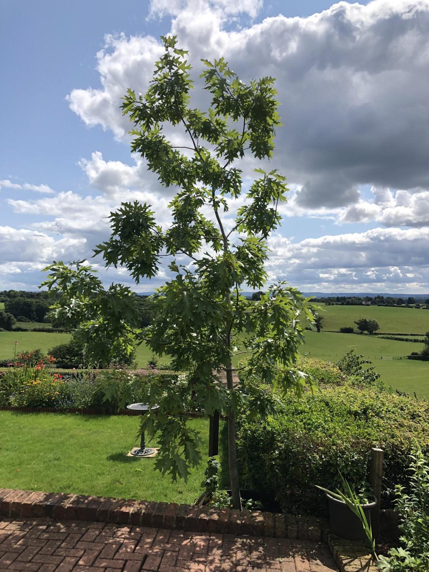 Betula Views Studio Newent Exterior photo